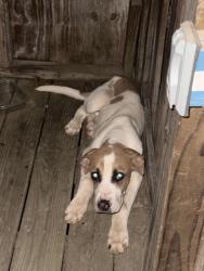 Found/Stray Male Dog last seen Pleasant Grove Rd., Moody Bridge Rd, SC 29635