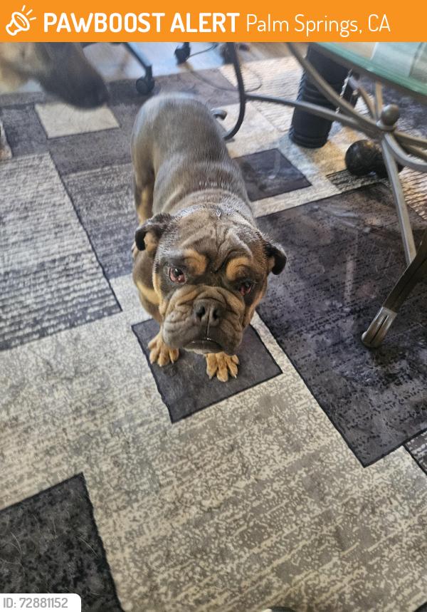 Found/Stray Male Dog last seen Tramview & Granada, Palm Springs, CA 92262
