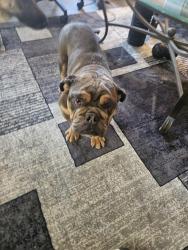 Found/Stray Male Dog last seen Tramview & Granada, Palm Springs, CA 92262