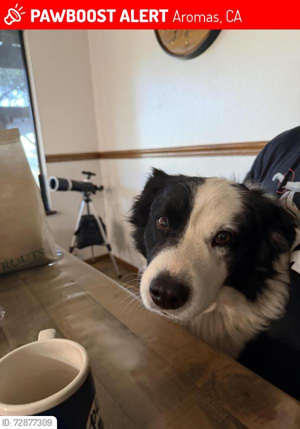 Lost Male Dog last seen Cole rd and Anzar rd Aromas Ca, Aromas, CA 95004
