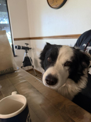 Lost Male Dog last seen Cole rd and Anzar rd Aromas Ca, Aromas, CA 95004