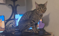 Found/Stray Male Cat last seen Pueblo Vista and lake mead, Las Vegas, NV 89128