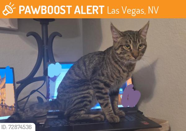 Found/Stray Male Cat last seen Pueblo Vista and lake mead, Las Vegas, NV 89128