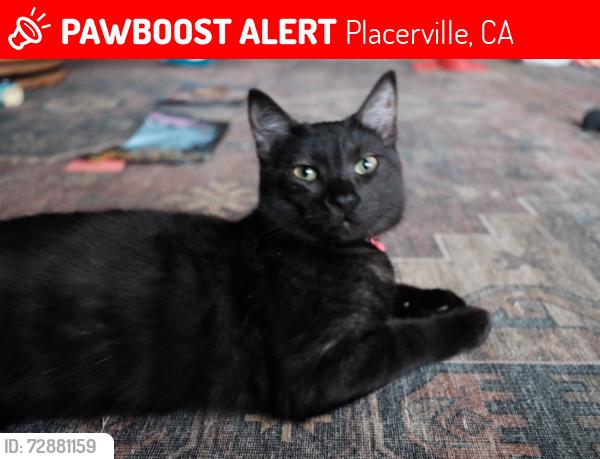 Lost Female Cat last seen Herbert green middle school, Placerville, CA 95667