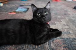 Lost Female Cat last seen Herbert green middle school, Placerville, CA 95667