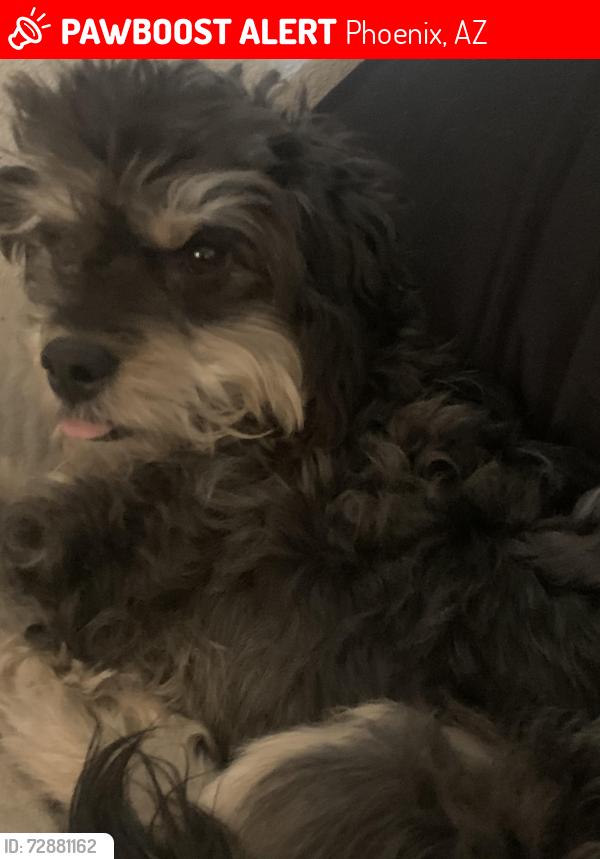 Lost Male Dog last seen 91st Ave Campbell, Phoenix, AZ 85037