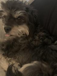 Lost Male Dog last seen 91st Ave Campbell, Phoenix, AZ 85037