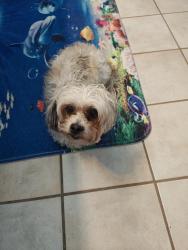 Found/Stray Female Dog last seen Walnut Street , Poinciana, FL 34759