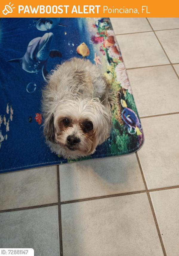 Found/Stray Female Dog last seen Walnut Street , Poinciana, FL 34759