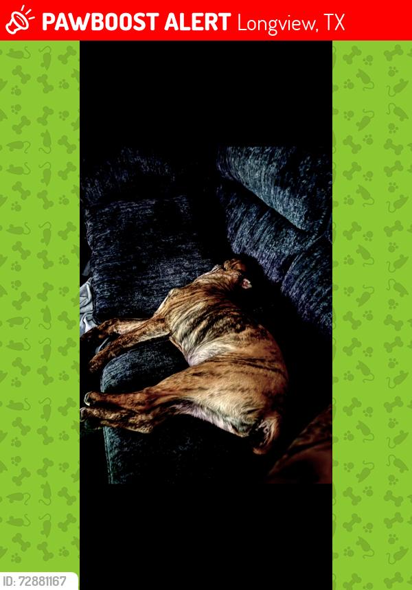 Lost Female Dog last seen Highway 449, Longview, TX 75605