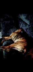 Lost Female Dog last seen Highway 449, Longview, TX 75605
