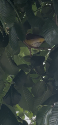 Found/Stray Unknown Bird last seen Morris Blvd and Morris Street by the Lightrail , Jersey City, NJ 07302