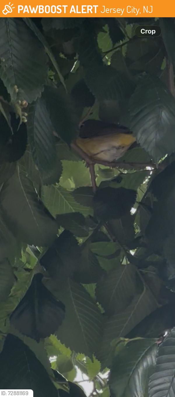 Found/Stray Unknown Bird last seen Morris Blvd and Morris Street by the Lightrail , Jersey City, NJ 07302