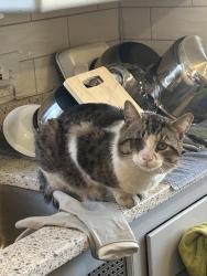 Found/Stray Male Cat last seen S 27th and W Oklahoma , Milwaukee, WI 53215