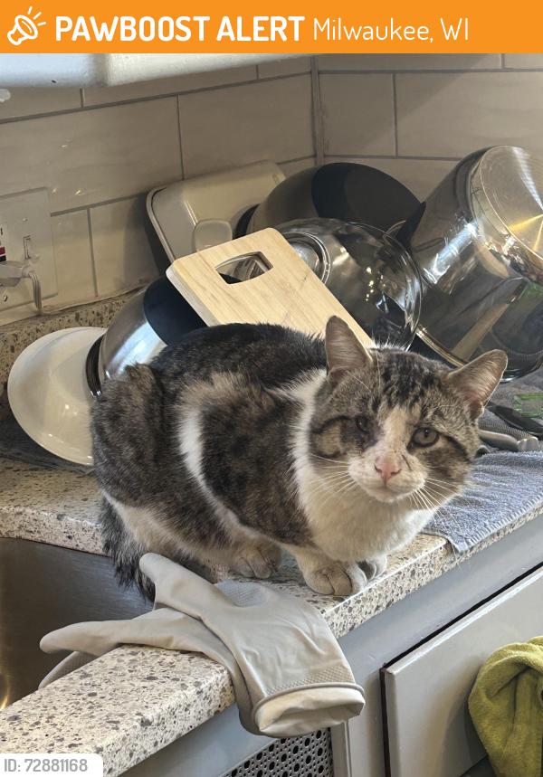 Found/Stray Male Cat last seen S 27th and W Oklahoma , Milwaukee, WI 53215