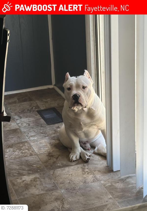 Lost Male Dog last seen Ruby rd Fayetteville NC, Fayetteville, NC 28311