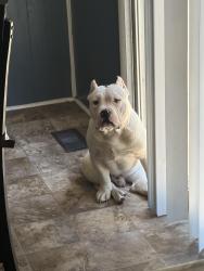 Lost Male Dog last seen Ruby rd Fayetteville NC, Fayetteville, NC 28311