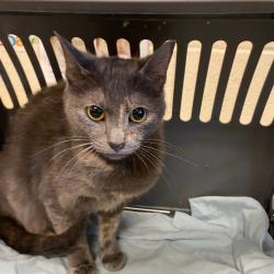 Shelter Stray Female Cat last seen , Memphis, TN 38133