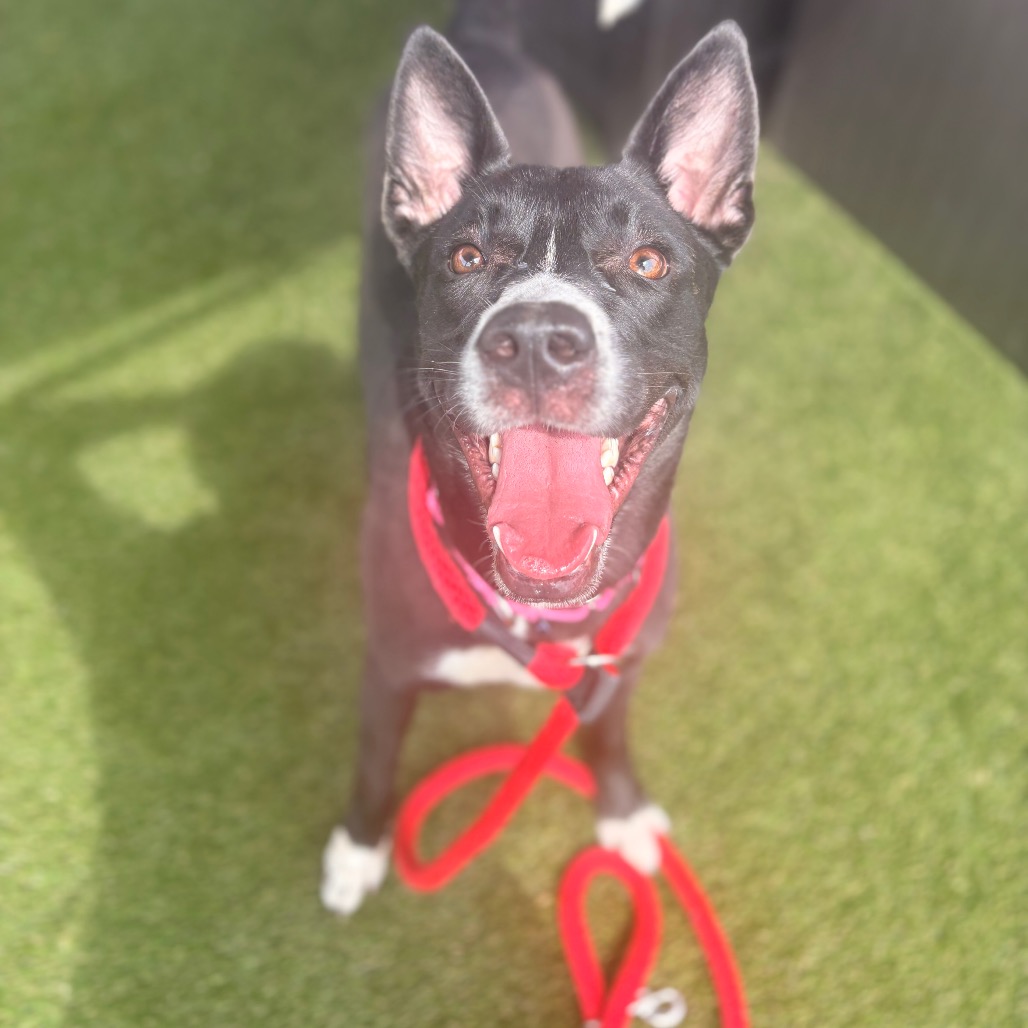 Shelter Stray Female Dog last seen , Philadelphia, PA 19140