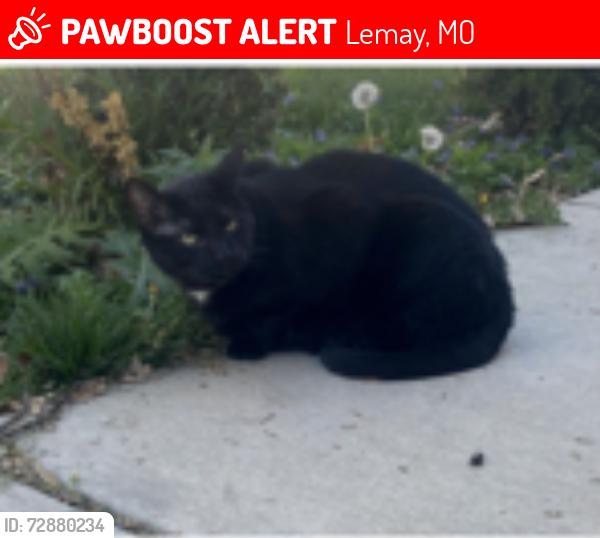 Lost Male Cat last seen zip-63125, Runyon Ave,Carondelet BLVD, St. Louis, Mo, Lemay, MO 63125