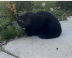 Lost Male Cat last seen zip-63125, Runyon Ave,Carondelet BLVD, St. Louis, Mo, Lemay, MO 63125