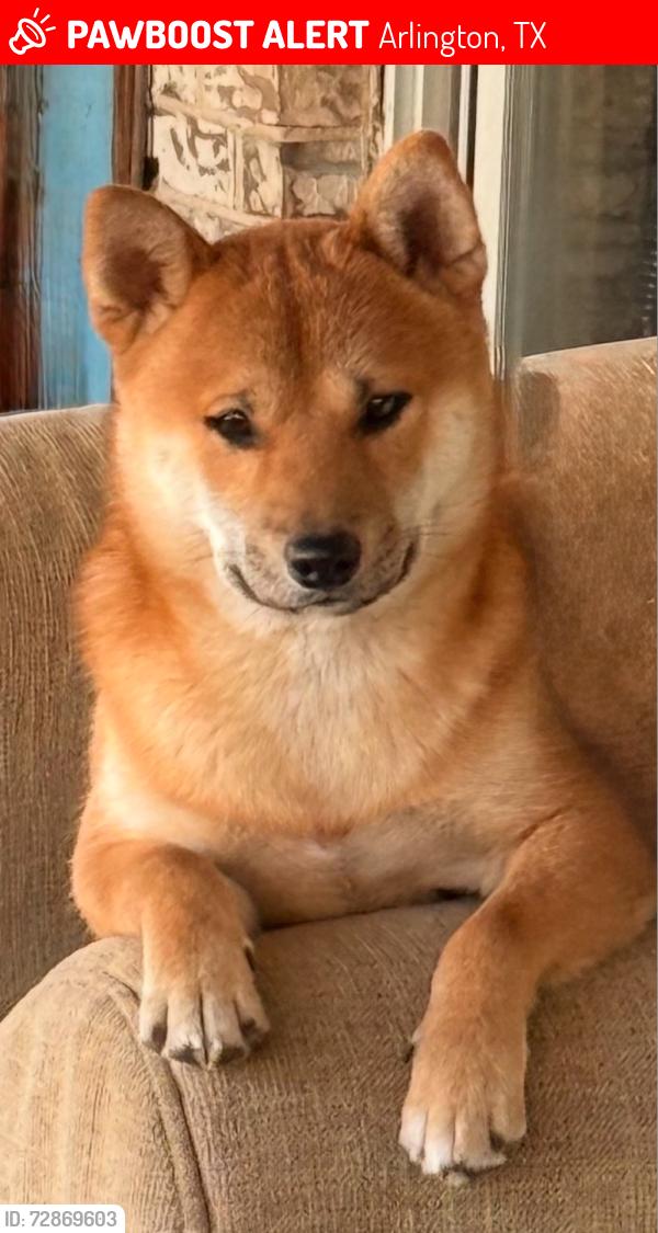 Lost Male Dog last seen Near Avalon Ln Arlington TX 76014, Arlington, TX 76014