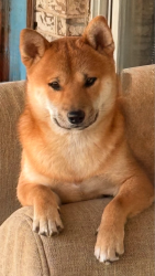 Lost Male Dog last seen Near Avalon Ln Arlington TX 76014, Arlington, TX 76014