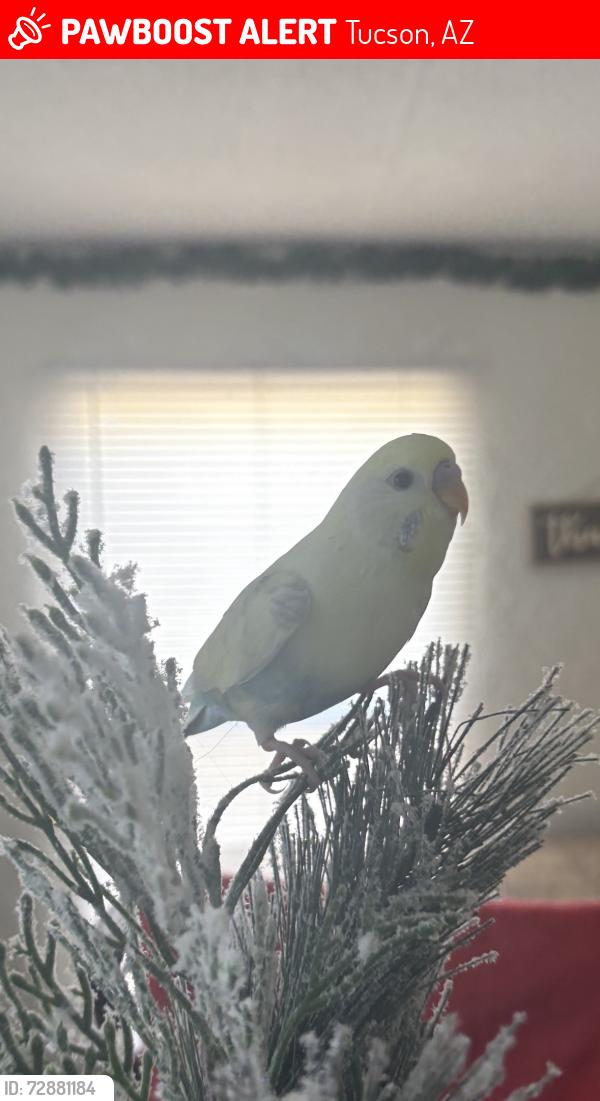 Lost Female Bird last seen Massingale and Star Grass Drive, Tucson, AZ 85741
