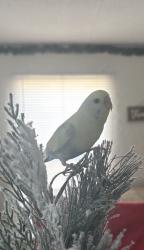Lost Female Bird last seen Massingale and Star Grass Drive, Tucson, AZ 85741