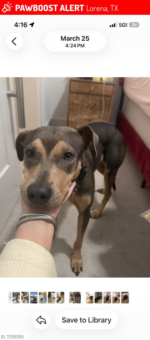 Lost Female Dog last seen Near skinner dr, Lorena, TX 76655