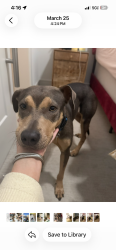 Lost Female Dog last seen Near skinner dr, Lorena, TX 76655
