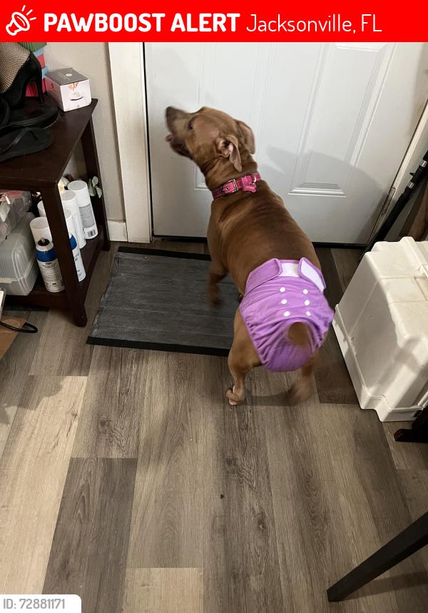 Lost Female Dog last seen Franklin and Jessie St, Jacksonville, FL 32206