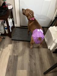 Lost Female Dog last seen Franklin and Jessie St, Jacksonville, FL 32206