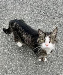 Found/Stray Unknown Cat last seen Thompson St/Whitehall Rd/Summer St, Amesbury, MA 01913