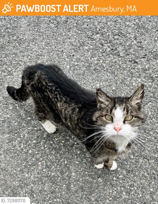 Found/Stray Unknown Cat last seen Thompson St/Whitehall Rd/Summer St, Amesbury, MA 01913