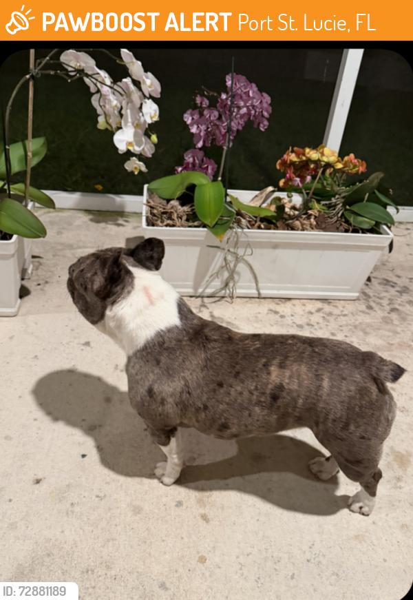 Found/Stray Female Dog last seen Starbucks, Port St. Lucie, FL 34953