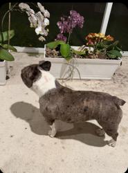 Found/Stray Female Dog last seen Starbucks, Port St. Lucie, FL 34953