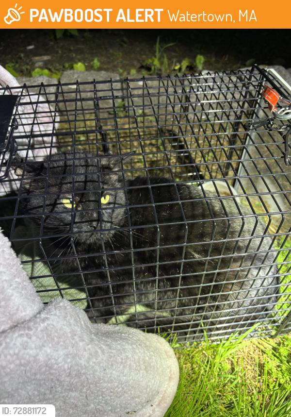 Found/Stray Unknown Cat last seen Seen outside the hse at the intersection of Chestnut Street and Green Streer., Watertown, MA 02472