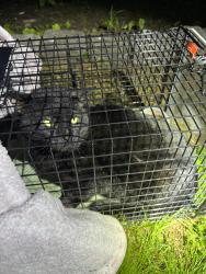 Found/Stray Unknown Cat last seen Seen outside the hse at the intersection of Chestnut Street and Green Streer., Watertown, MA 02472