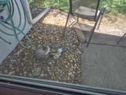 Found/Stray Male Cat last seen Next to airport and racetrack, Inverness Highlands South, FL 34452