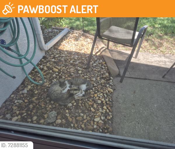 Found/Stray Male Cat last seen Next to airport and racetrack, Inverness Highlands South, FL 34452