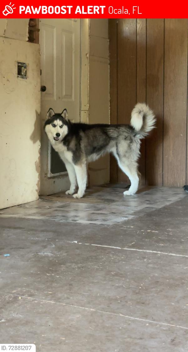 Lost Female Dog last seen Nw 30th ave and NW 100th street, Ocala, FL 34475