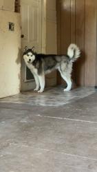 Lost Female Dog last seen Nw 30th ave and NW 100th street, Ocala, FL 34475