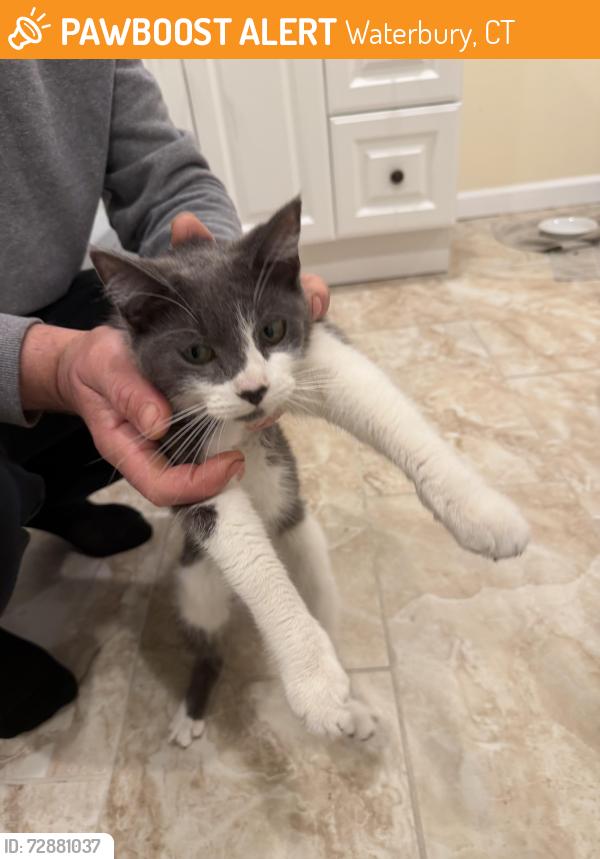 Rehomed Female Cat last seen Near Blake St, Waterbury, CT 06708, Waterbury, CT 06708