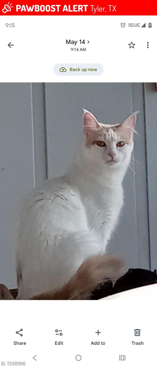 Lost Female Cat last seen Michael's , Tyler, TX 75703