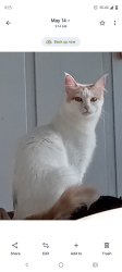 Lost Female Cat last seen Michael's , Tyler, TX 75703