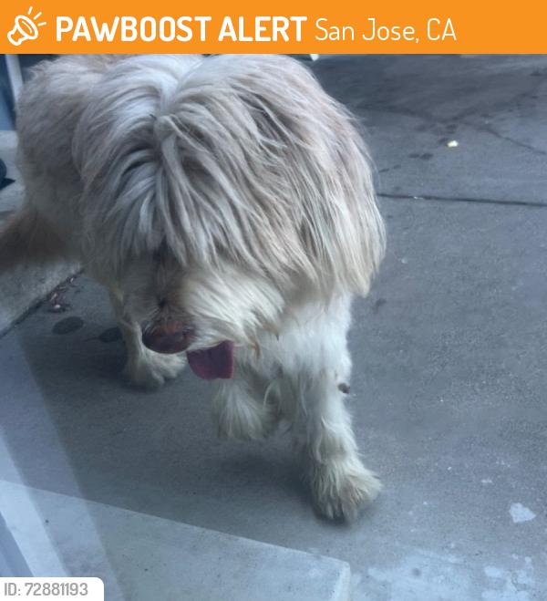 Found/Stray Unknown Dog last seen Flint Ave and Cuesta Dr, San Jose, CA 95148