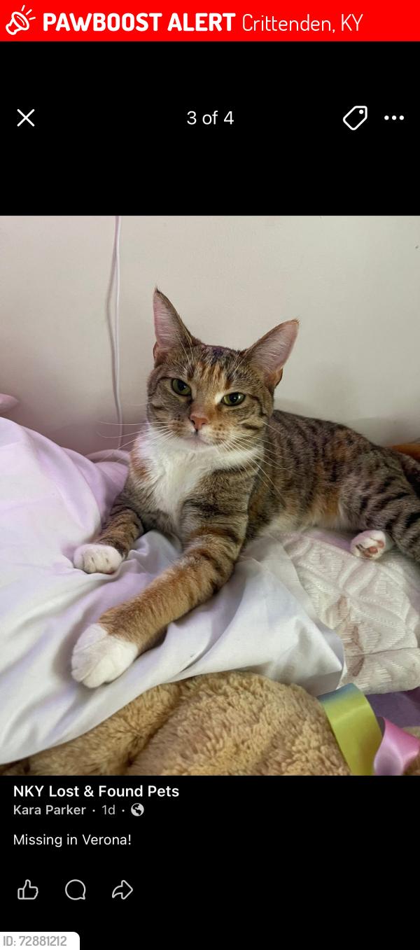 Lost Female Cat last seen verona angelo’s , Crittenden, KY 41030