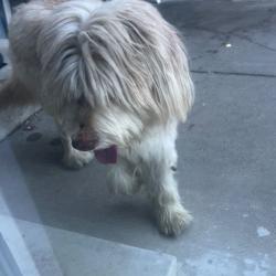 Found/Stray Unknown Dog last seen Flint Ave and Cuesta Dr, San Jose, CA 95148