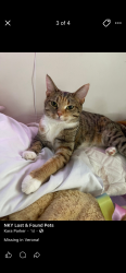 Lost Female Cat last seen verona angelo’s , Crittenden, KY 41030